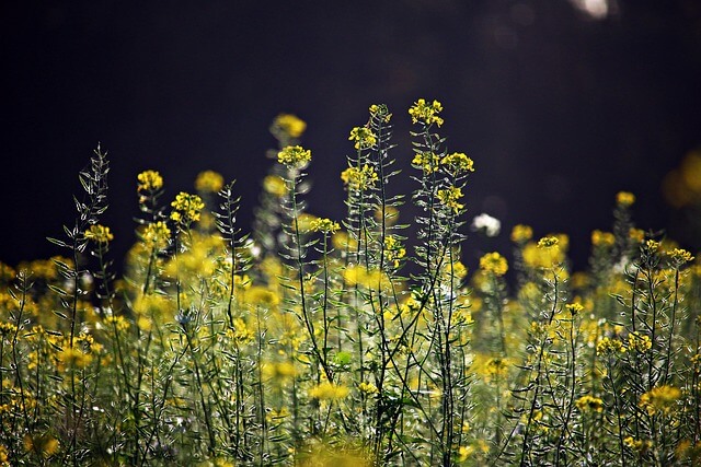 Catalysts for Crop Protection: Pesticide Intermediates
