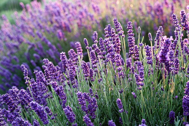 Scented Innovators and Industrial Pioneers: Aromatic Chemicals