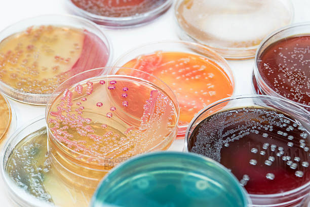 Why Do Food and Chemical Industry Terminology Determine Product Reliability? — A Systematic Analysis from Formulation, Microbiology, Processes to Regulations